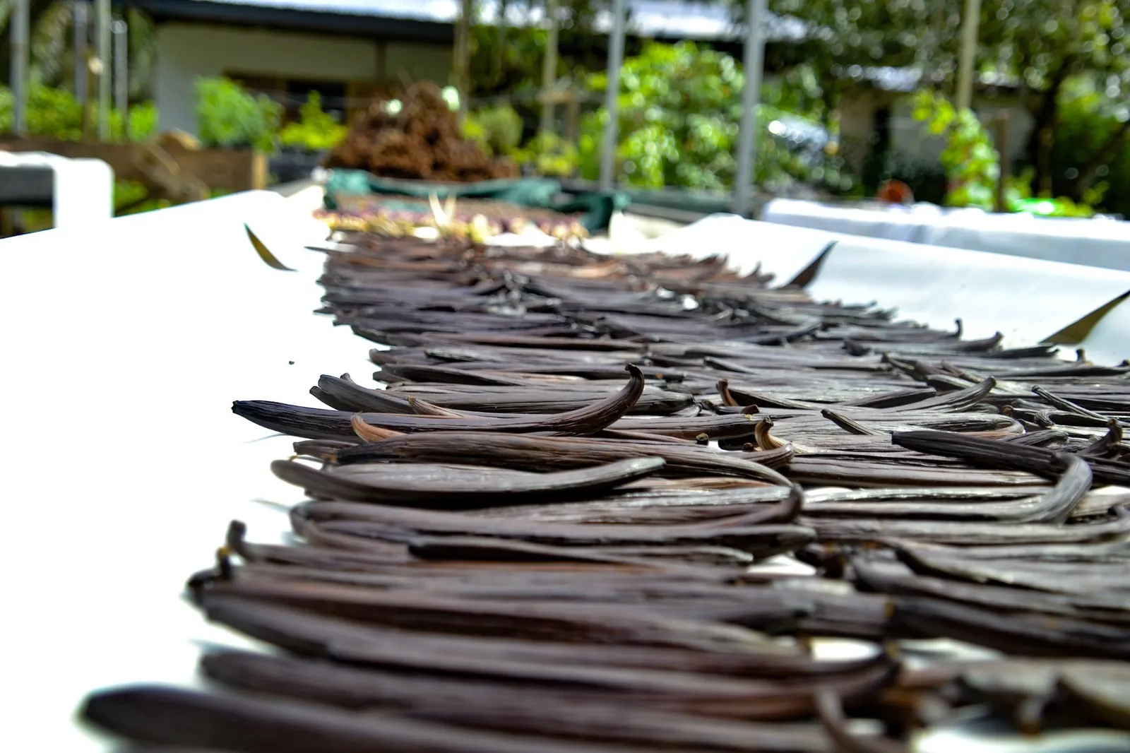 Cacao & Spices Experience Quepos (Transport & Meals) – photo 8