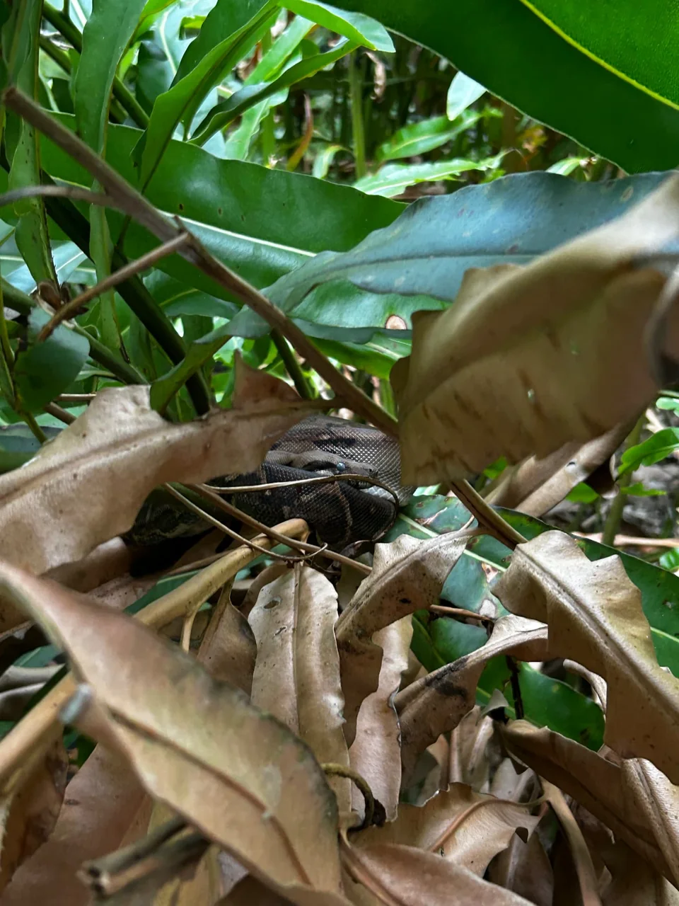 Quepos Mangrove Expedition Isla Damas with Hike – photo 13