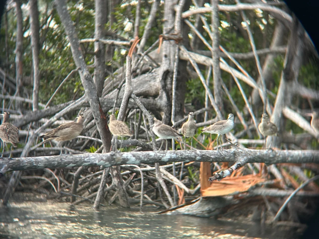 Quepos Mangrove Expedition Isla Damas with Hike – photo 9