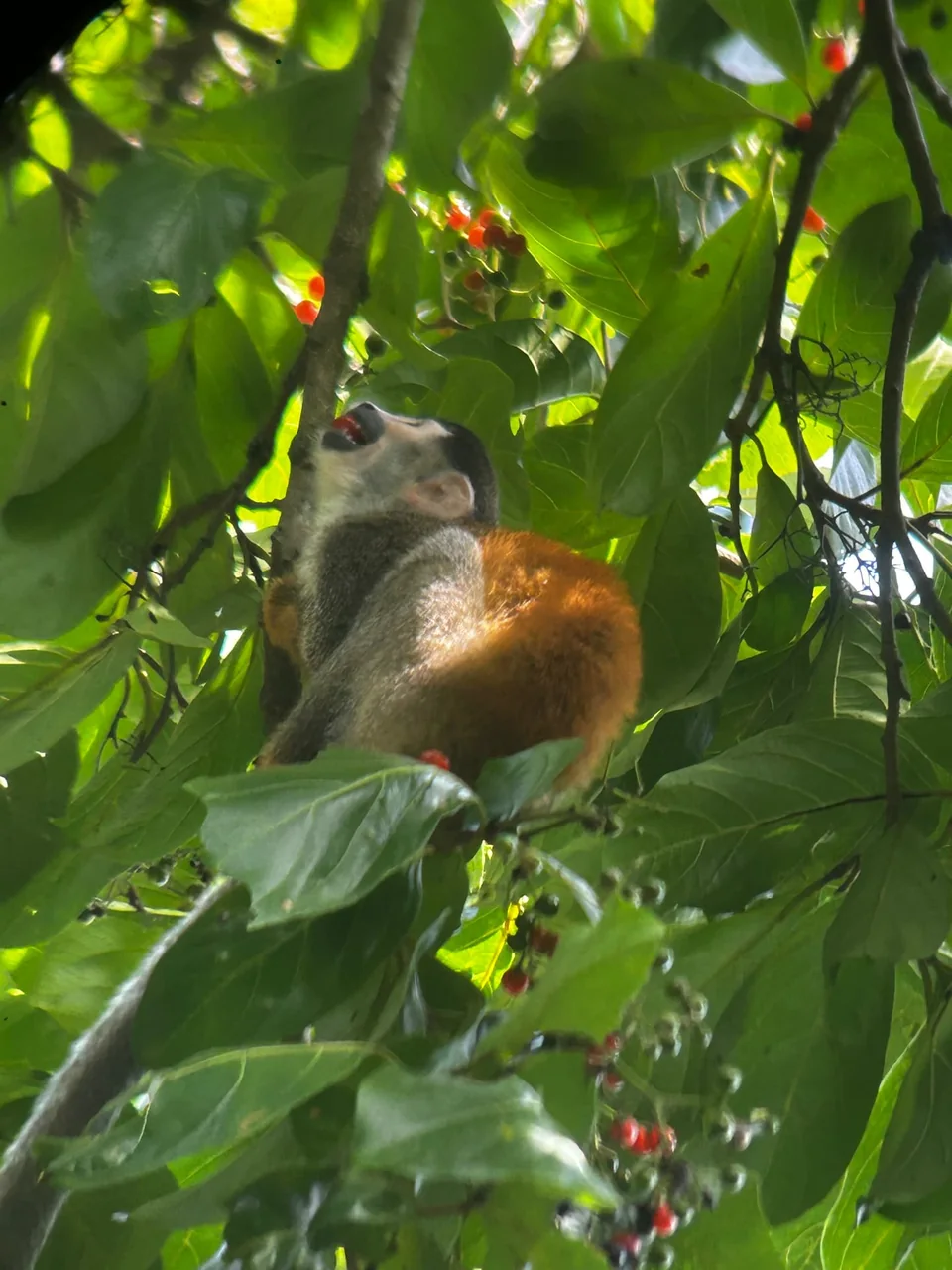 Manuel Antonio Guided Tour of Nature and Beaches – photo 18