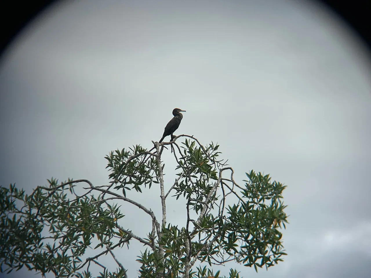 Quepos Mangrove Expedition Isla Damas with Hike – photo 8