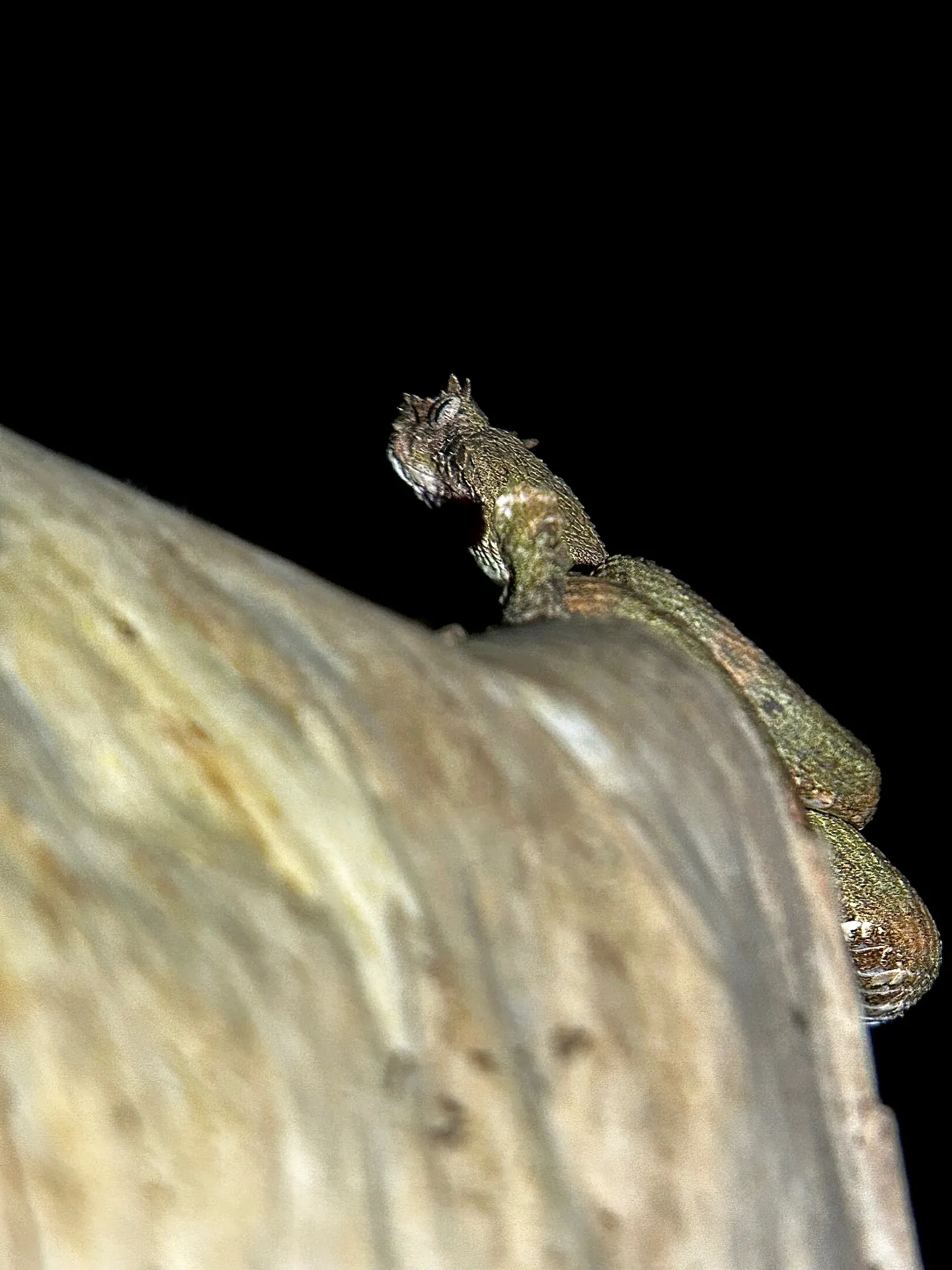 Night Walk Tour – photo 15
