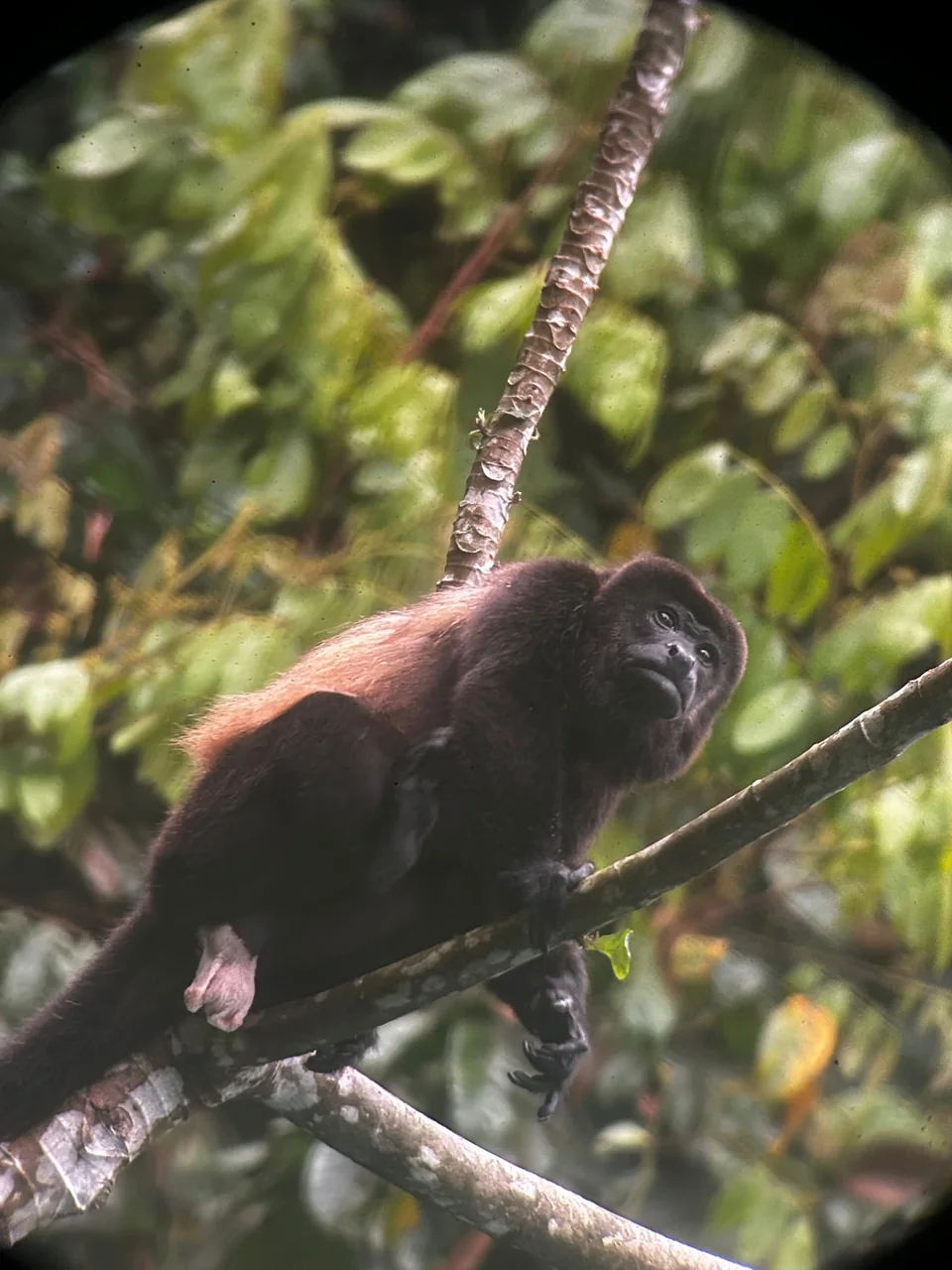 Manuel Antonio Guided Tour of Nature and Beaches – photo 17