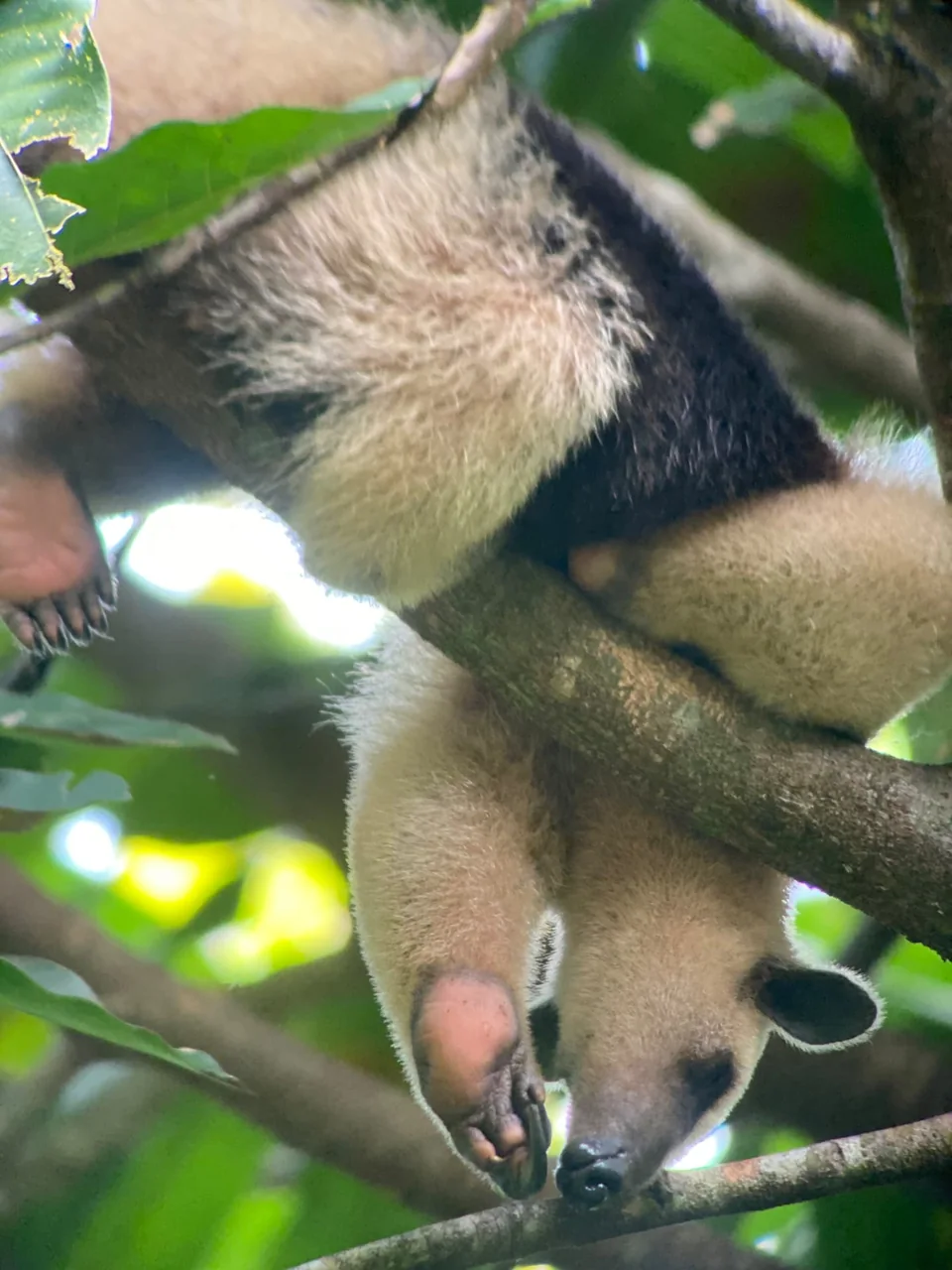 Manuel Antonio Guided Tour of Nature and Beaches – photo 13