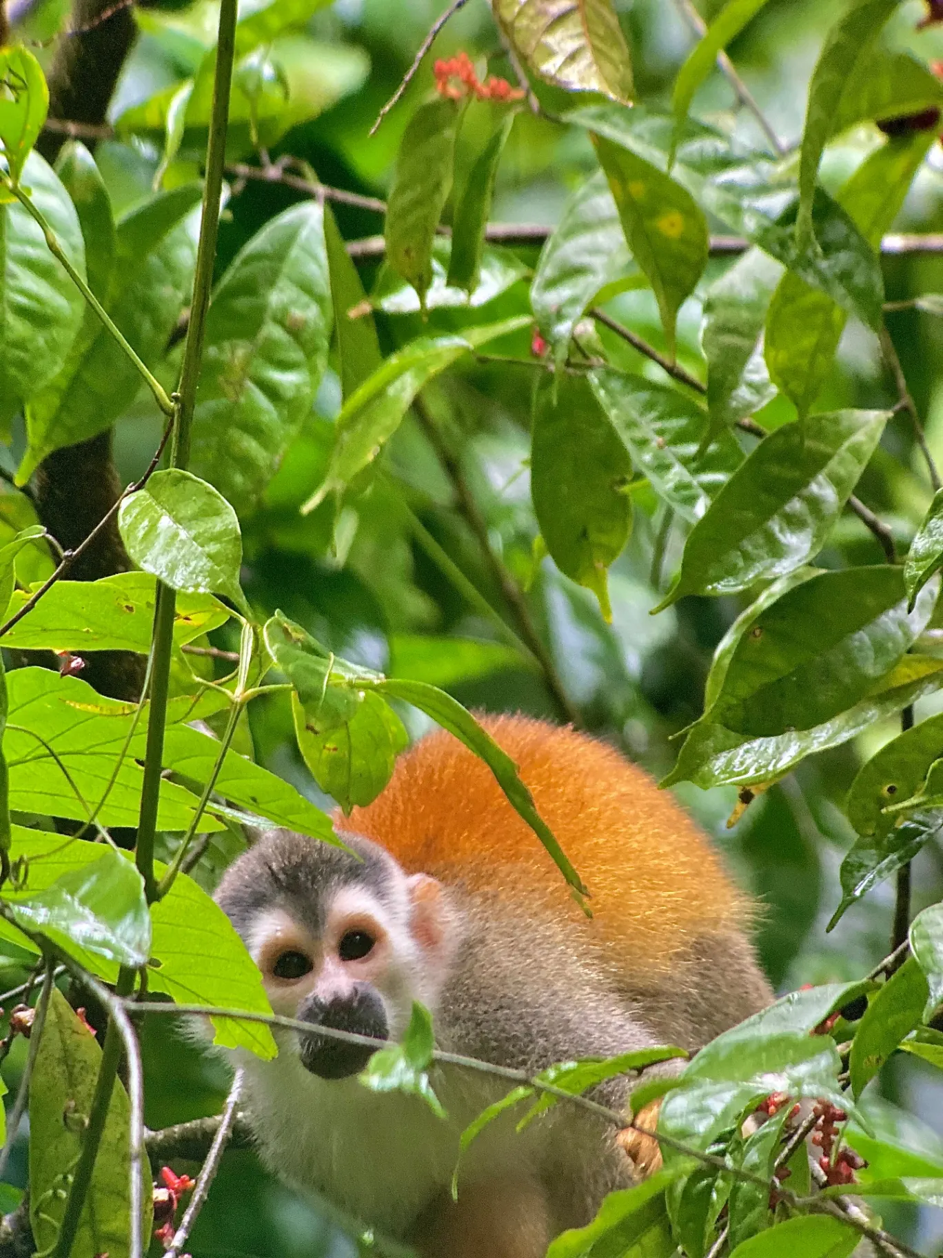Manuel Antonio Guided Tour of Nature and Beaches – photo 5