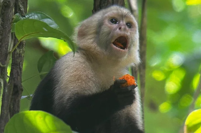 Manuel Antonio Guided Tour of Nature and Beaches — Bioexploring Quepos