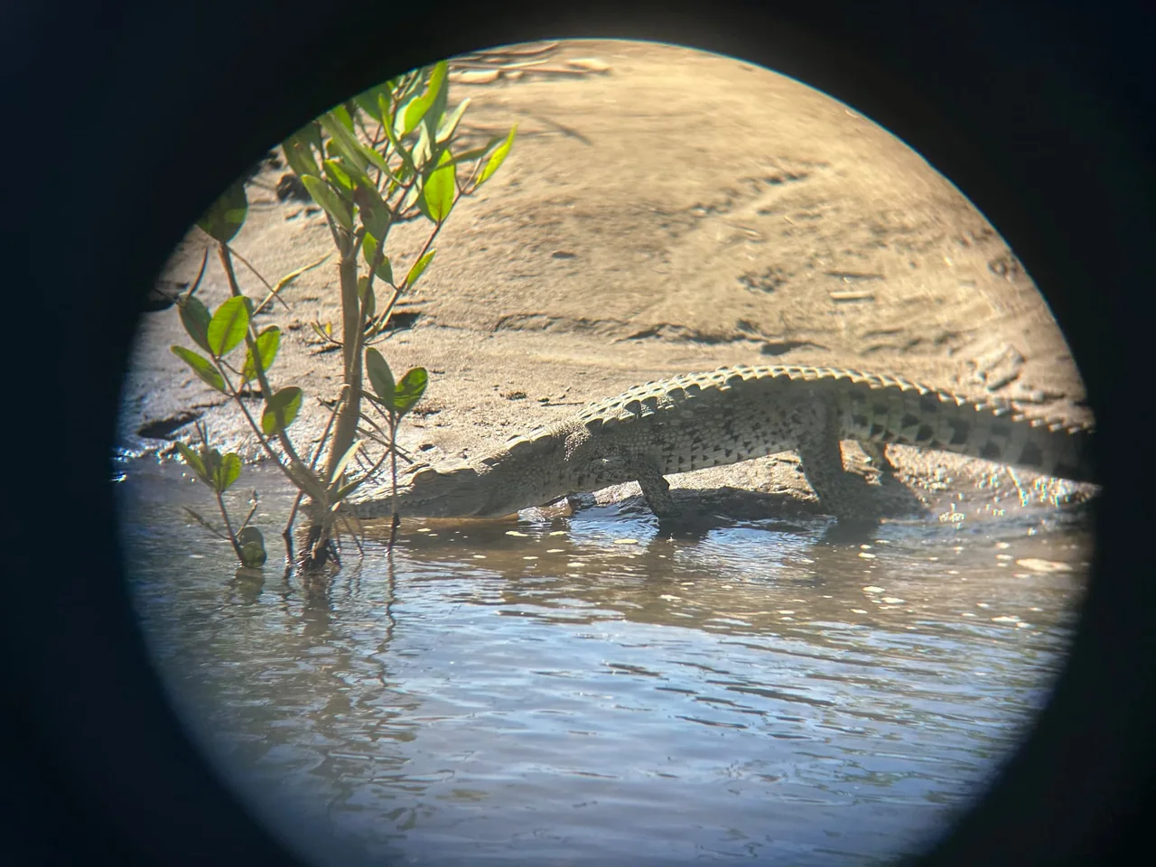 Quepos Mangrove Expedition Isla Damas with Hike – photo 5