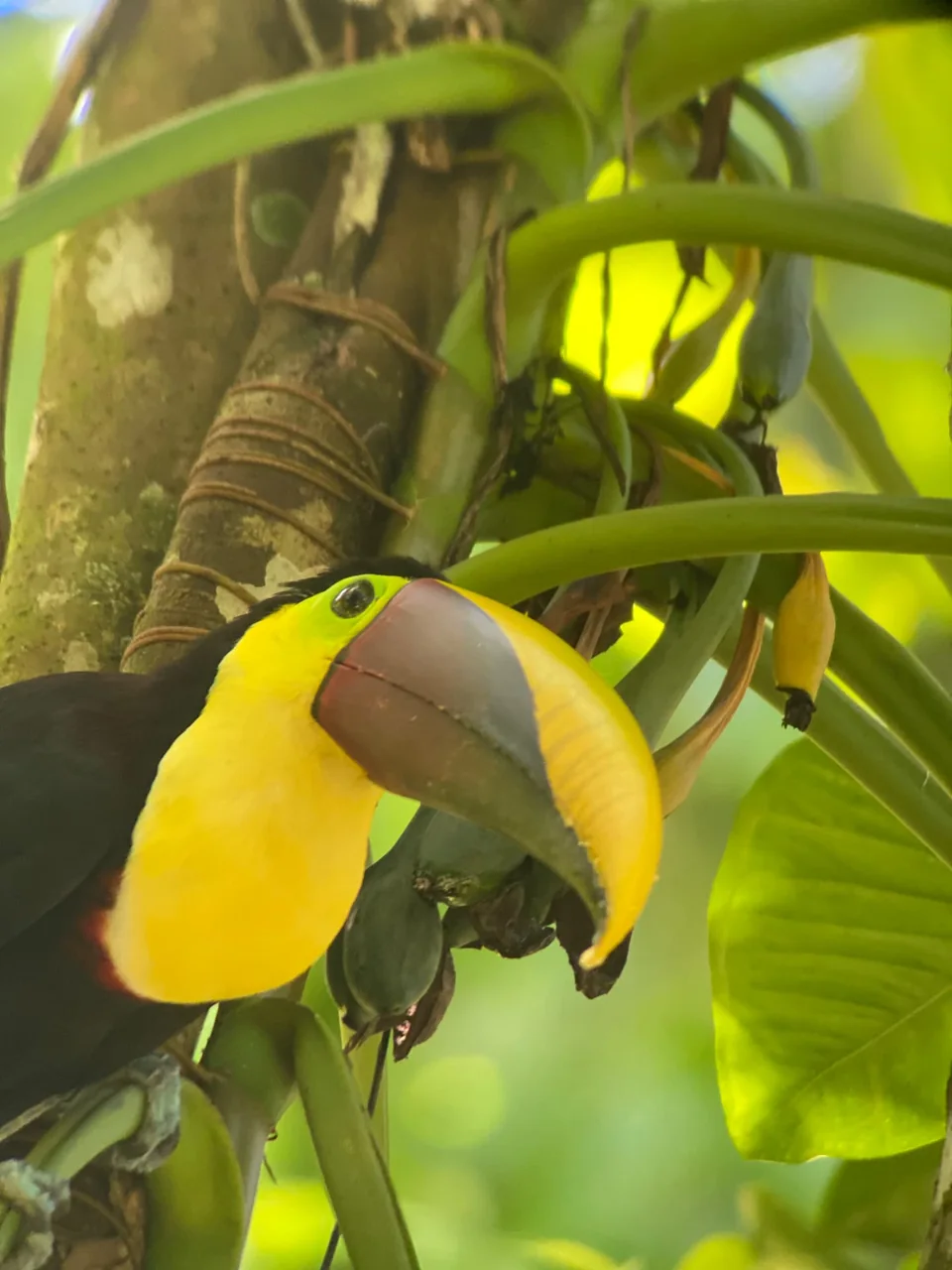 Manuel Antonio Guided Tour of Nature and Beaches – photo 11