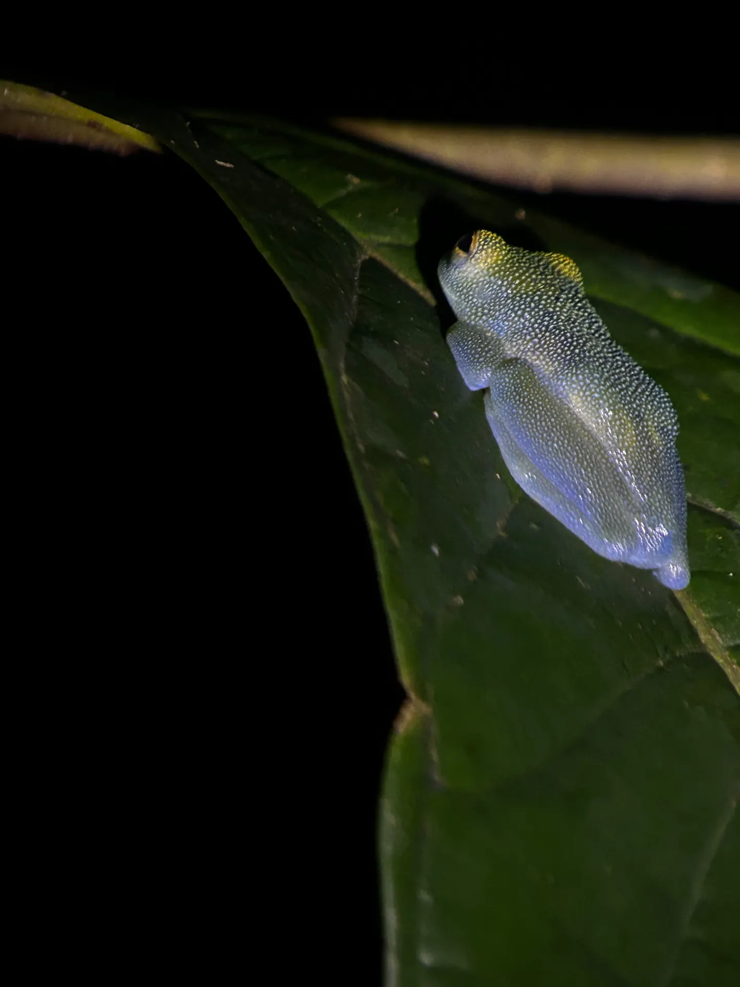 Night Walk Tour – photo 13