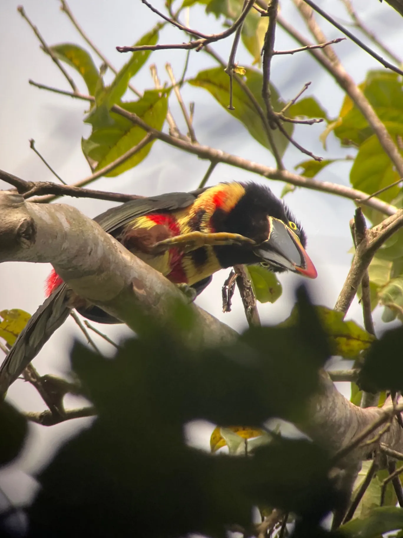 Manuel Antonio Guided Tour of Nature and Beaches – photo 7