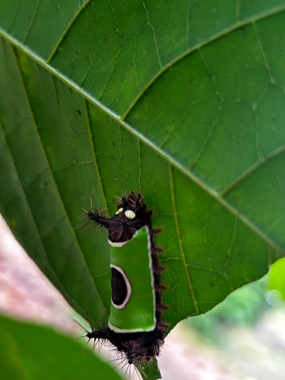 Cacao & Spices Experience Quepos (Transport & Meals) – photo 11