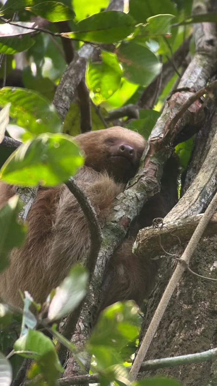 Manuel Antonio Guided Tour of Nature and Beaches – photo 15