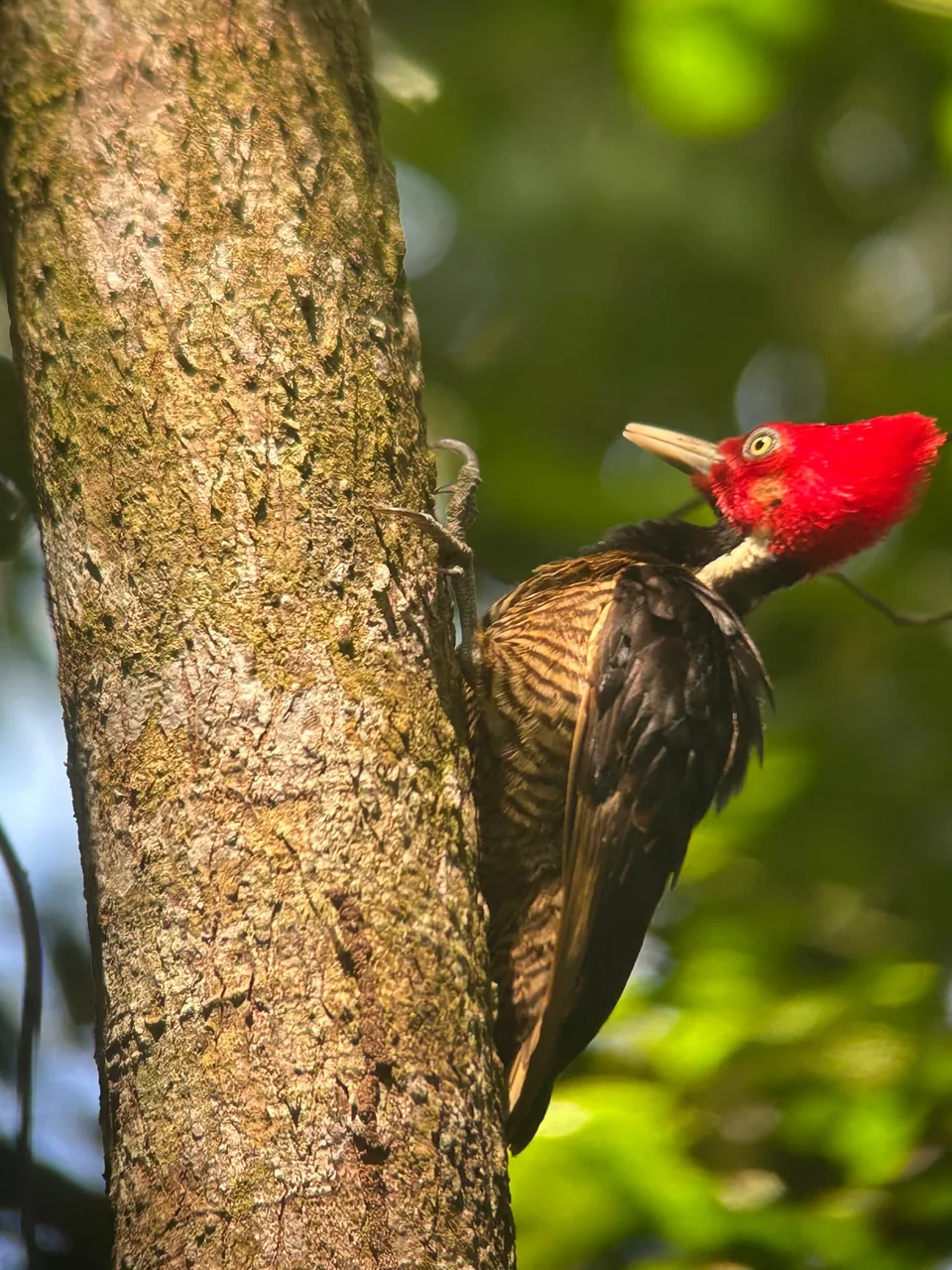 Manuel Antonio Guided Tour of Nature and Beaches – photo 12