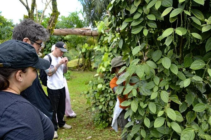 Cacao & Spices Experience Quepos (Transport & Meals) — Bioexploring Quepos