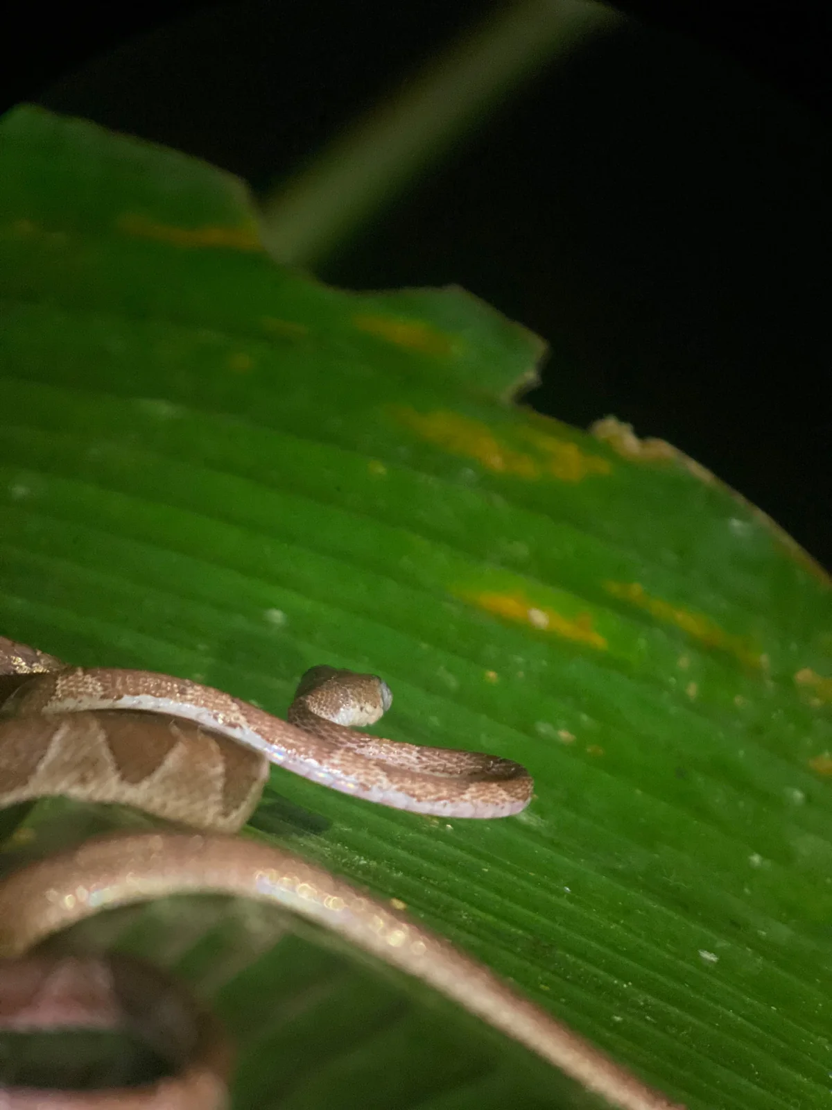 Night Walk Tour – photo 7