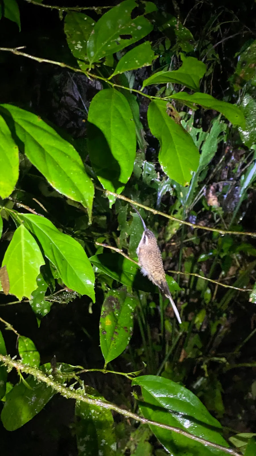 Night Walk Tour – photo 6