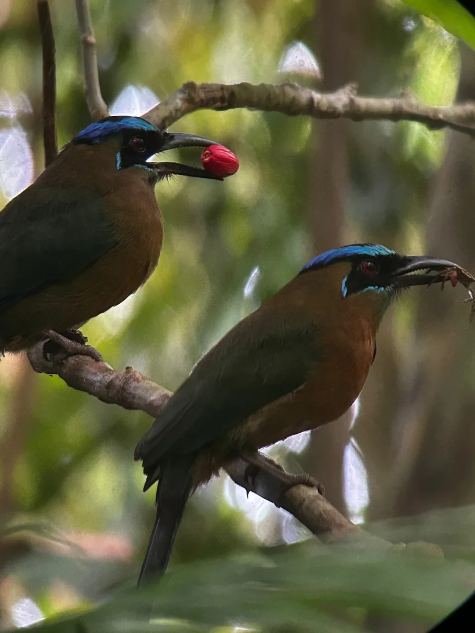 Manuel Antonio Guided Tour of Nature and Beaches – photo 19