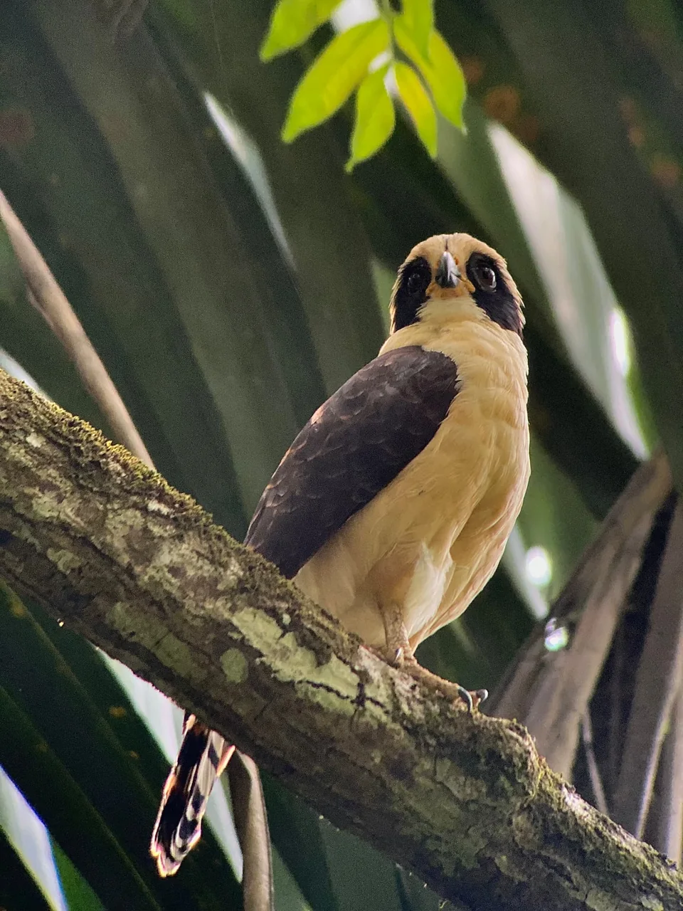 Manuel Antonio Guided Tour of Nature and Beaches – photo 10