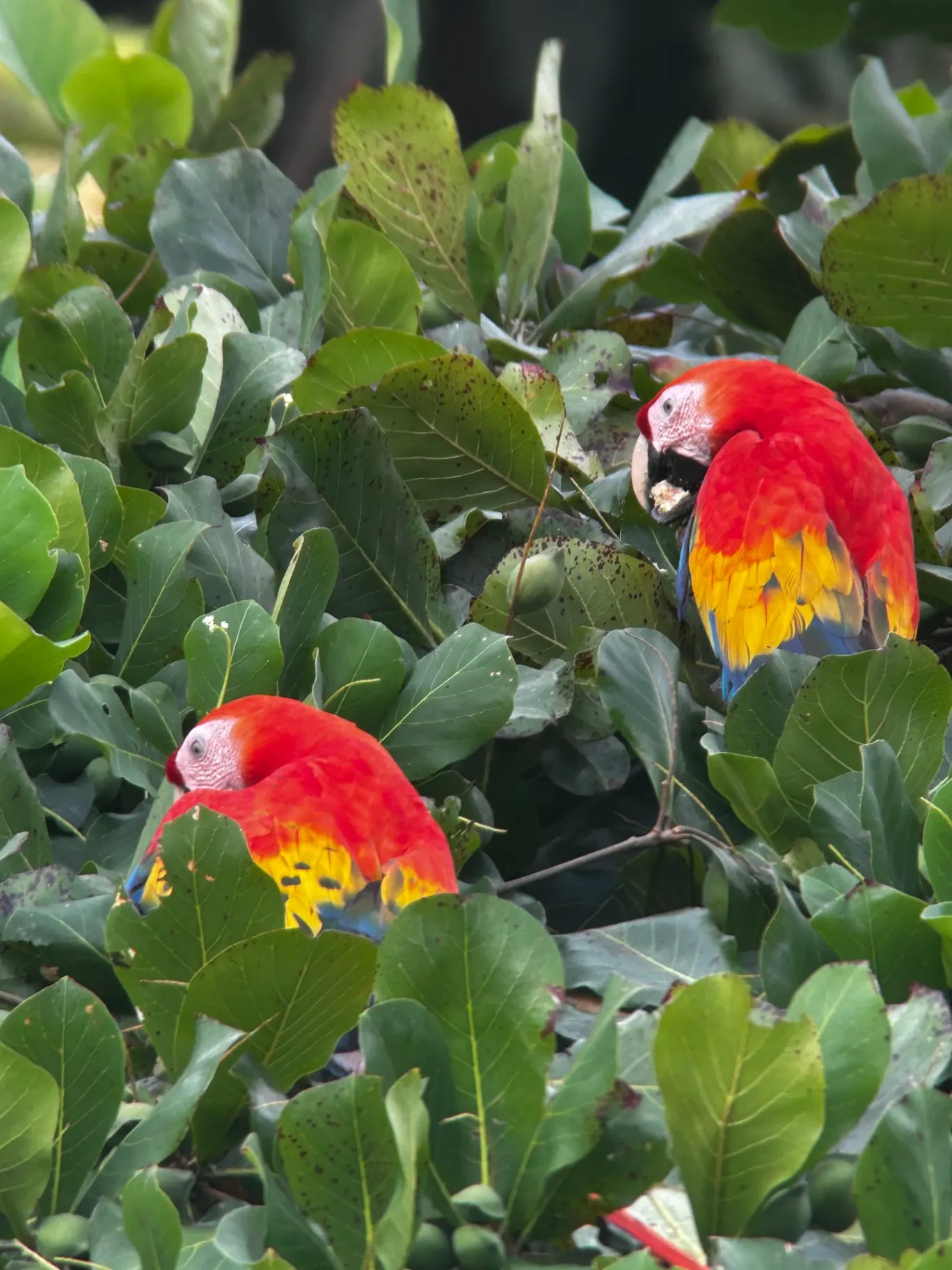 Manuel Antonio Guided Tour of Nature and Beaches – photo 6