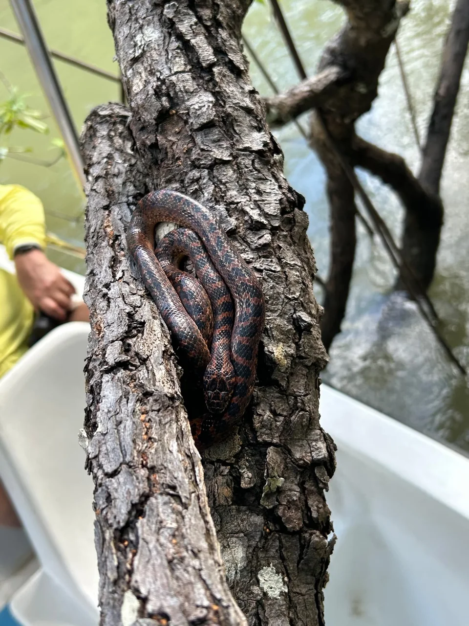 Quepos Mangrove Expedition Isla Damas with Hike – photo 10