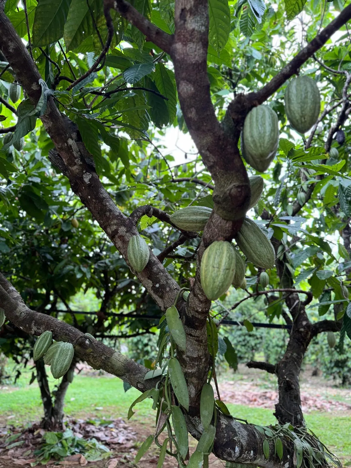 Cacao & Spices Experience Quepos (Transport & Meals) – photo 6