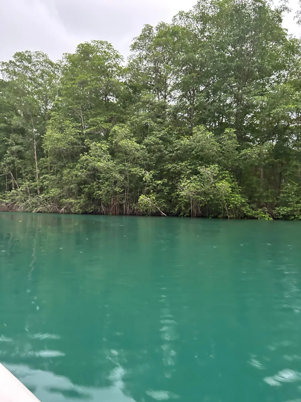 Quepos Mangrove Expedition Isla Damas with Hike – photo 12